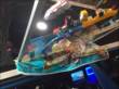 カスタムハイエース 東京オートサロン2016_14 カスタムハイエース 東京オートサロン2016_14